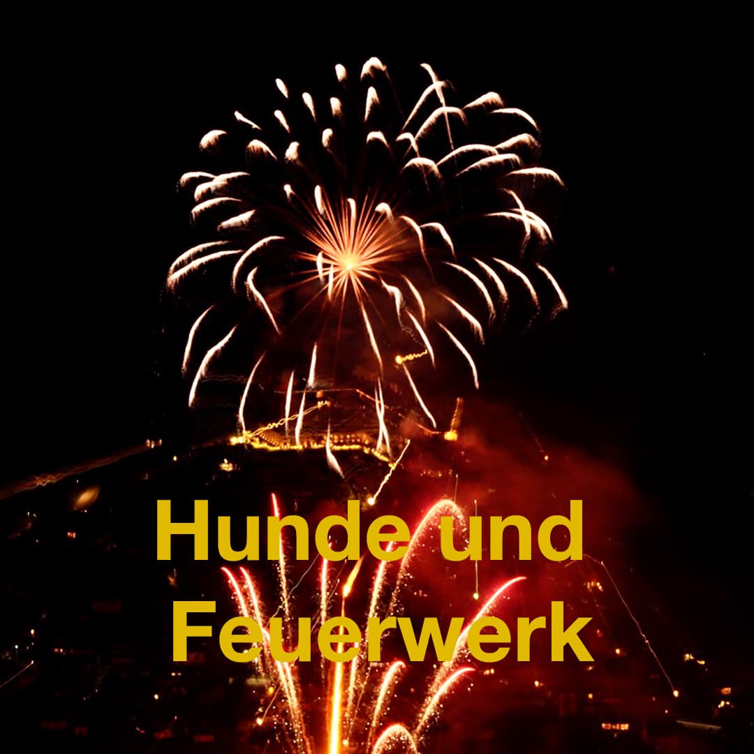 Feuerwerk und Hunde