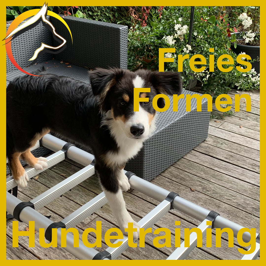 Hundetraining - Freies Formen - lernen durch Herausfinden