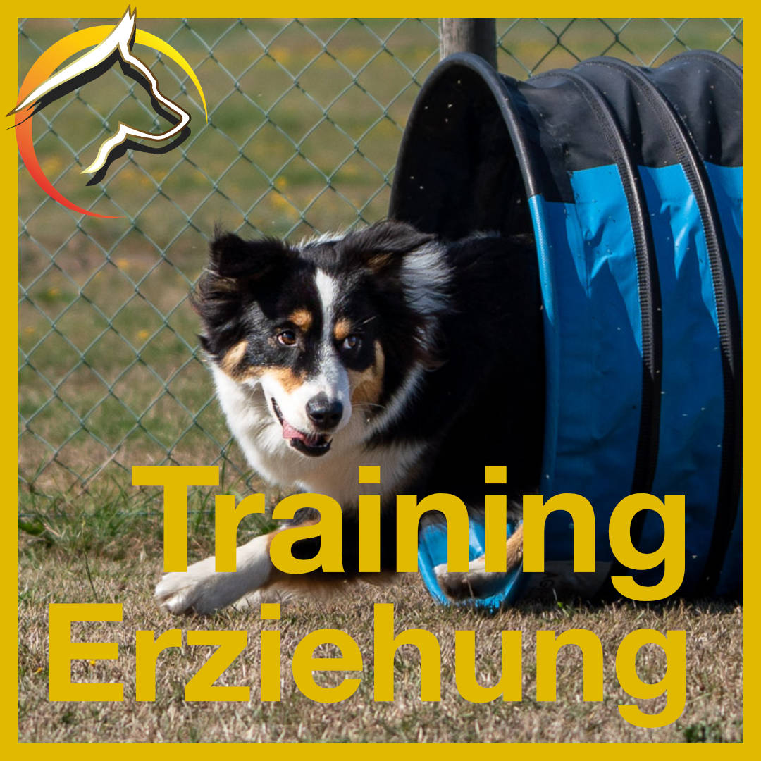 Hunde erziehen - Hunde trainieren