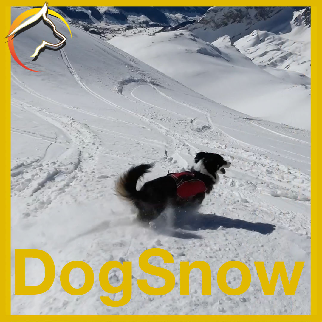 DogSnow Skitur mit Hund