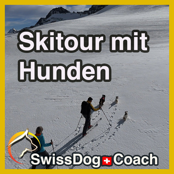 Skitouren mit Hund: Tipps für einen unvergesslichen Tag in den Bergen