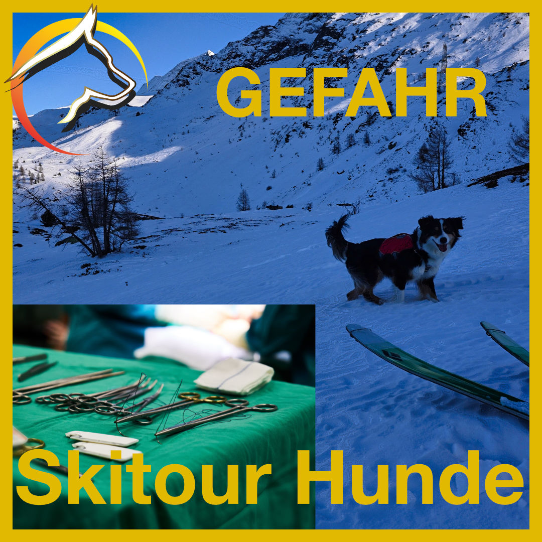 Skitour mit Hunden - GEFAHR