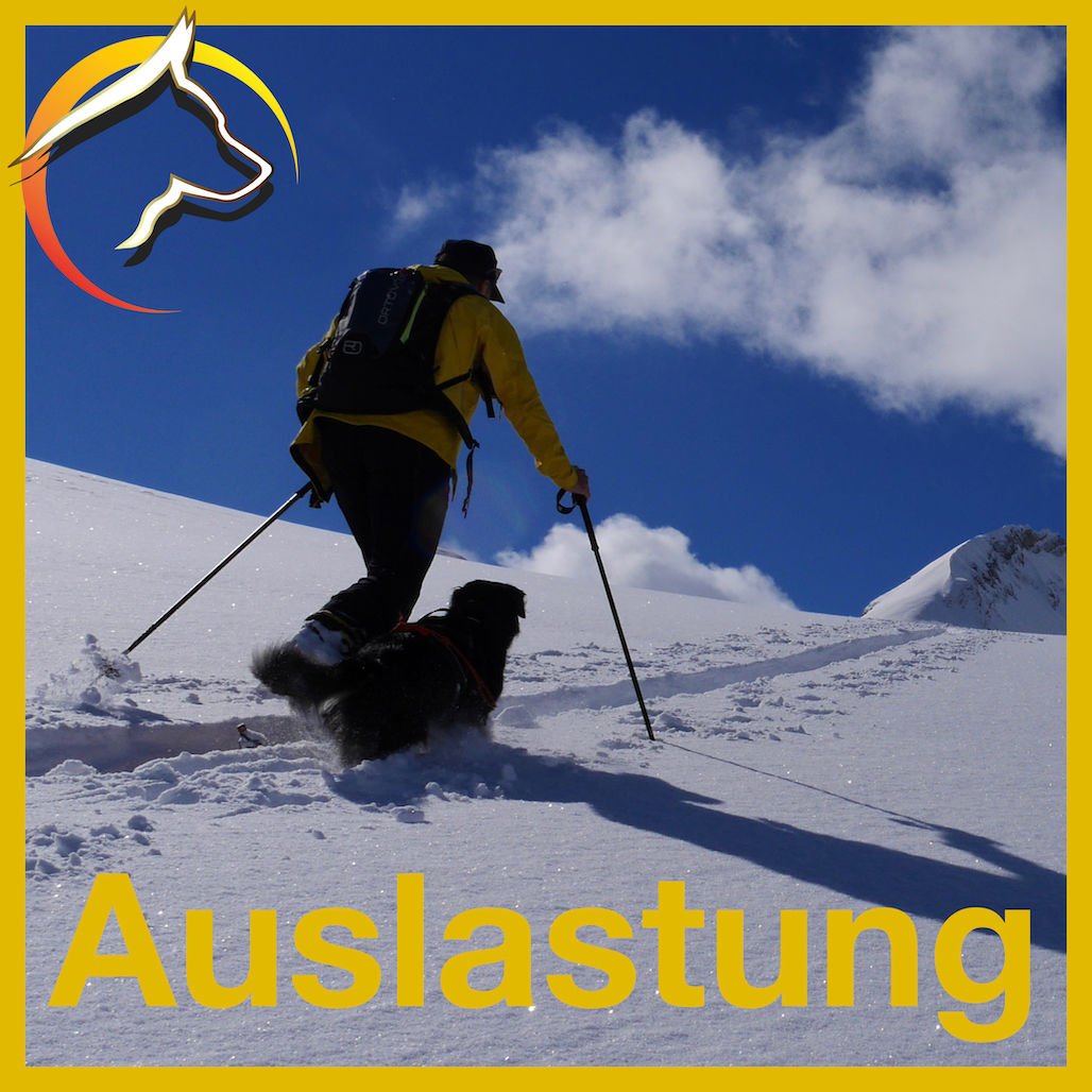 Auslastung - Ski- und Schneetouren mit Hund