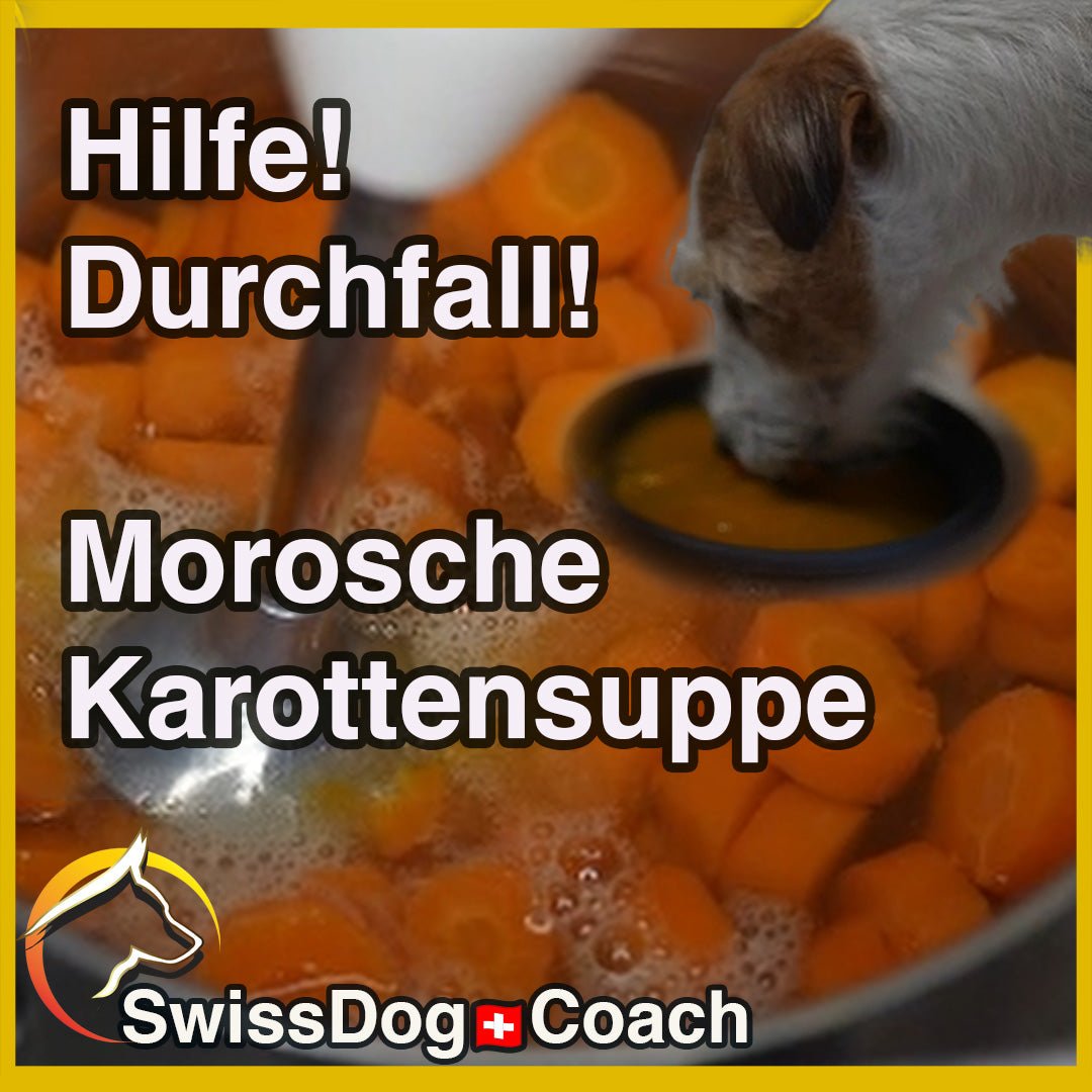 Durchfall beim Hund? Morosche Karottensuppe als sanfte und wirksame Hilfe