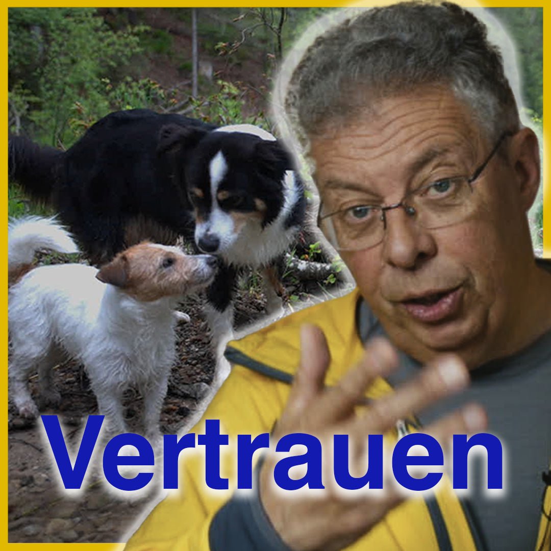 Gassi gehen ohne Leine – Vertrauen aufbauen und Ziele setzen - SwissDog🇨🇭Coach