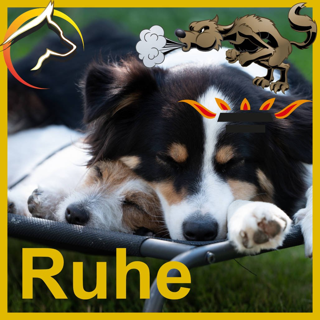 Hund kommt nicht zur Ruhe - 3 Tipps wie Ruhe einkehrt - SwissDog🇨🇭Coach