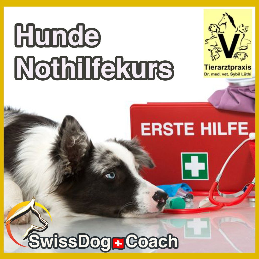 Hunde-Nothilfekurs: Wenn Wissen zum Lebensretter wird - SwissDog🇨🇭Coach