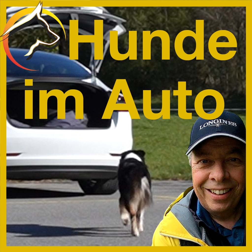 Hunde sicher im Auto