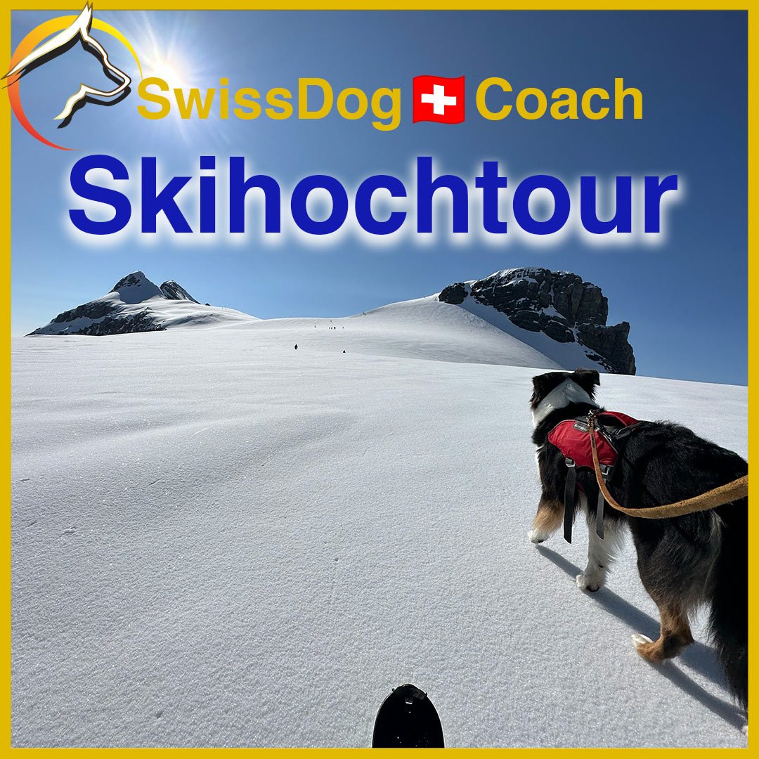 Ski-Hochtour mit dem Hund: Ein Abenteuer in der Bergwelt - SwissDog🇨🇭Coach