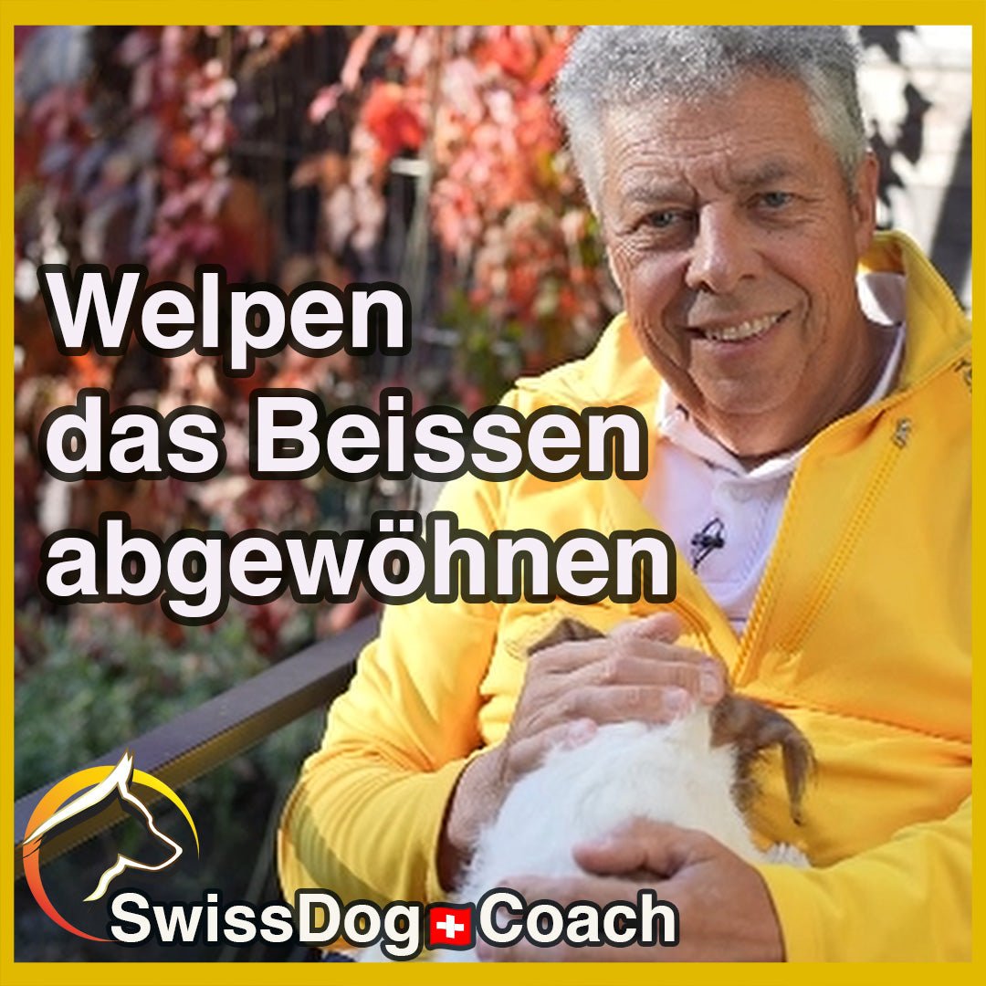 Wie du deinem WELPEN das Beissen abgewöhnst - SwissDog🇨🇭Coach