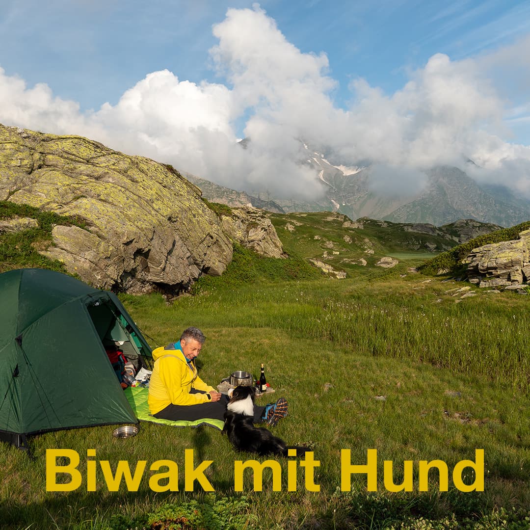 Zelten mit dem Hund - SwissDog🇨🇭Coach
