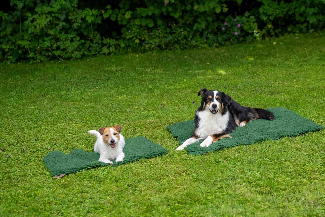 Original Vetbed Isobed SL - SwissDog🇨🇭Coach