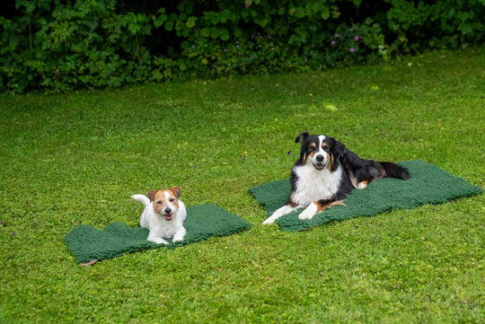 Original Vetbed Isobed SL - SwissDog🇨🇭Coach