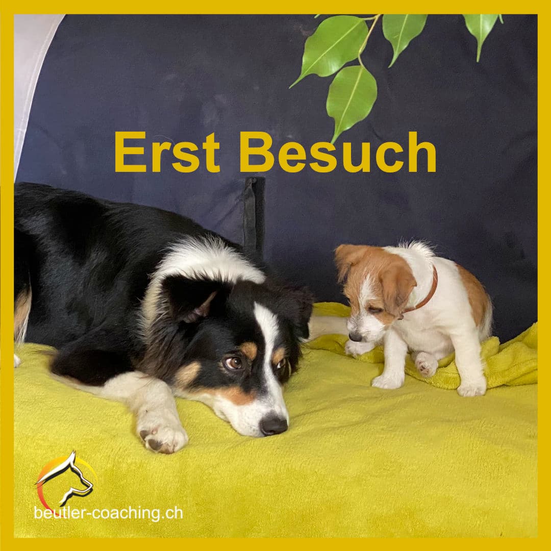 Anamnese - Erst Besuch - SwissDog🇨🇭Coach