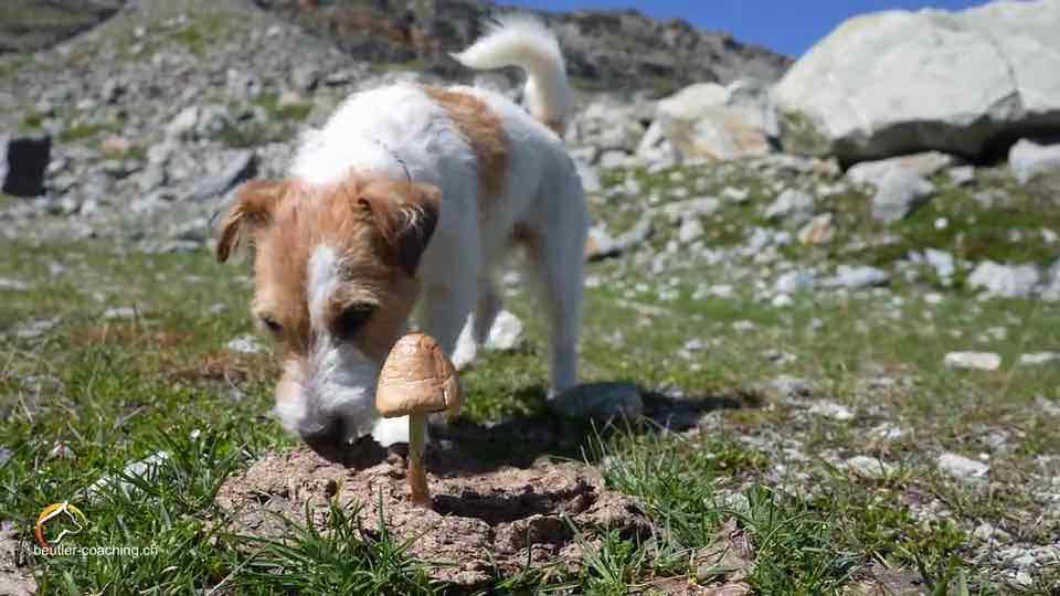 SwissDog🇨🇭Coach
